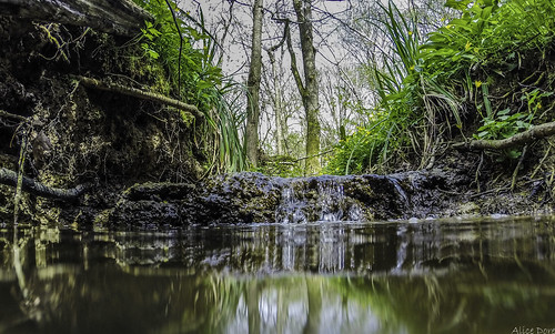 trees plants green water sussex waterfall woods woodlands stream westsussex roots trickle loxwood alicedore