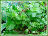 Mentha spicata (Garden Mint, Common Mint, Spearmint, English Mint)