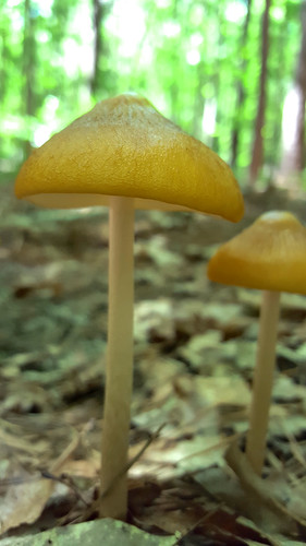 brown mushroom fungus fruitingbody physalacriaceae hymenopellis