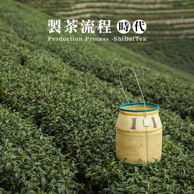 【製茶過程】30餘年茶人經驗，從無到有的製茶流程步驟@鹿谷茶行-時代茗茶
