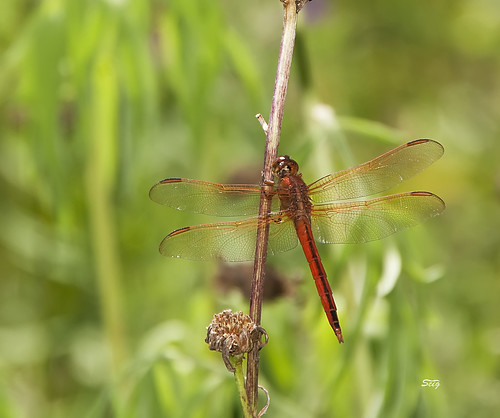 flickr insects va williamsburgarea dragonfliesanisoptera skimmerslibellulidae wbgfp kinglibellula
