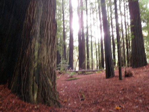 california club america garden humboldt redwoods myersflat