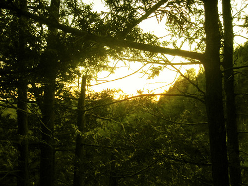 sunset ontario green fall nature forest