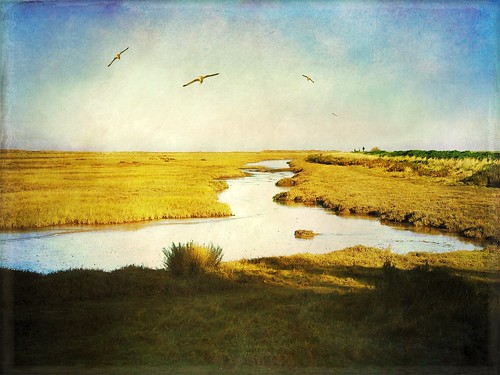 sky texture birds yellow stream norfolk tatot magicunicornverybest