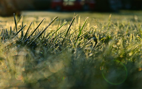 morning autumn ohio cold green fall grass yard canon frost december bokeh low lawn lensflare flare groundlevel hdr photomatix t1i