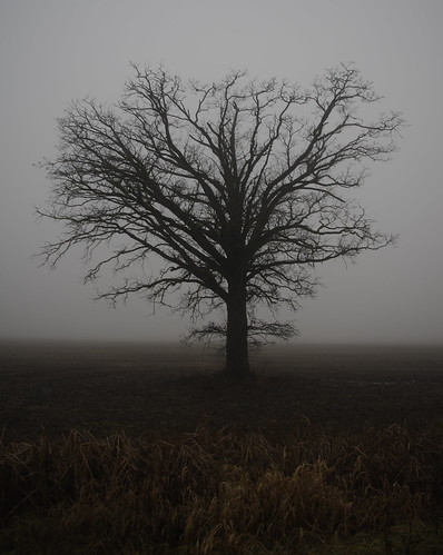 morning mist tree field silhouette fog landscape am pentax kx