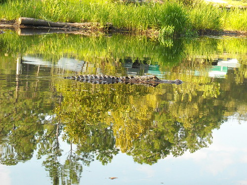 reflection georgia alligator swamp okefenokee
