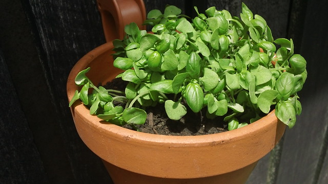 Image of basil by amy