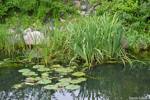 lake green nature water rock waterlily lily pad edge favorited birminghammi quartonlake photoannetteleduff annetteleduff 08142011