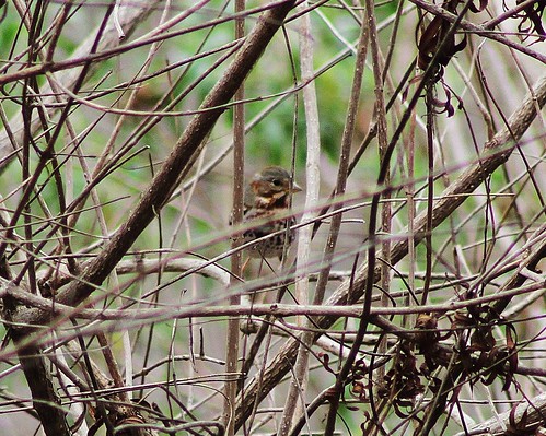 birds tx foxsparrow passerellailiaca nuecesriver uvaldecounty tomnunncrossing