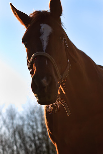 sunset portrait horse color public 85mm headshot status canonef85mm canoneos30d