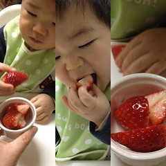 イチゴ食べるとらちゃん(2012/2/2)