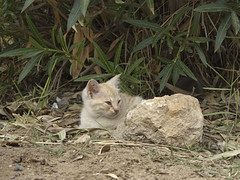 20111113_Egypt_0014 Alexandria Haramlik Palace feral kitten