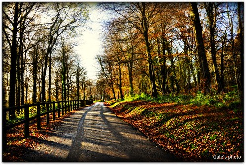 autumn trees woods nikon d90 castlecochwoods nikond90 forestfawr 18105vr