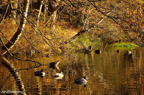 wood autumn trees reflection water netherlands ducks autumncolors veluwe autumnlight hulshorst naturesfinest glederland astridphotography landgoedhulshorst