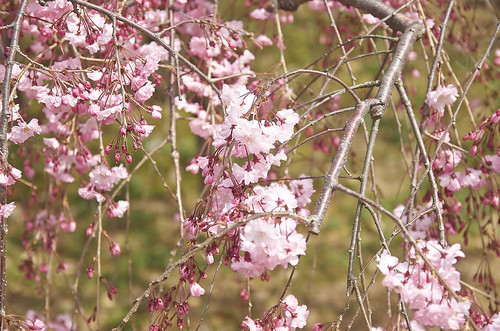 【写真】2014 桜 : 上品蓮台寺/2021-02-27/IMGP5634
