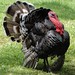 one handsome turkey, and he knows it