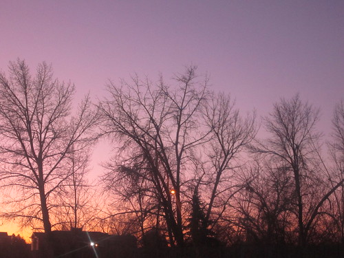 morning trees sky orange tree beautiful silhouette yard sunrise canon photography photo purple picture violet fortcollins suburbs canonpowershot canona2200