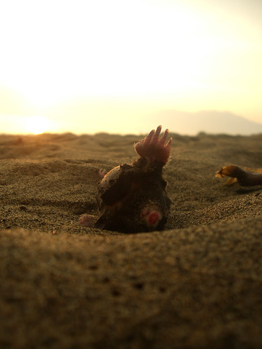 sunset italy beach dead death sand mole drowned