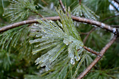 winter ice pinetree pine frozen icestorm