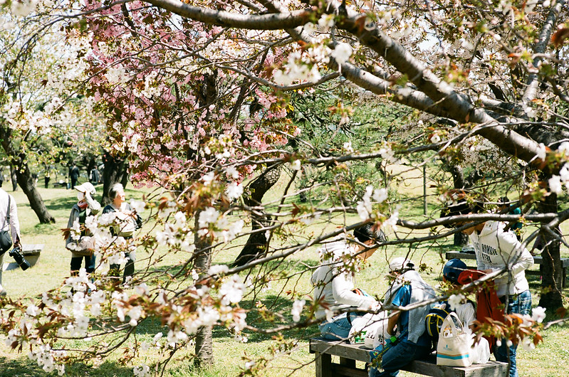 clear day /Hama-rikyu Gardens