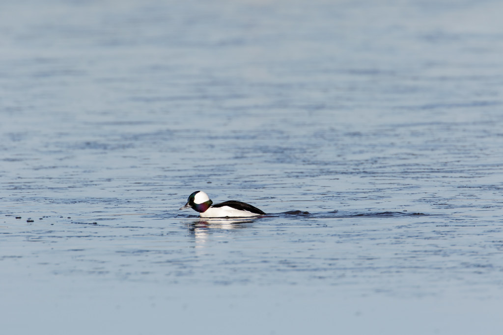 A male bufflehead works through the melting ice of a pond