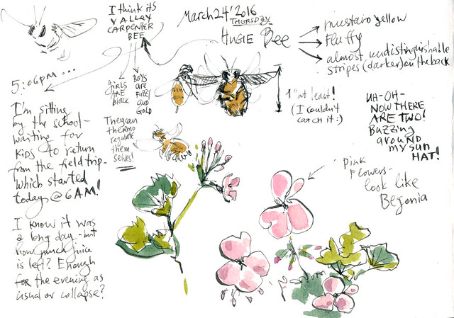Sketchbook #95: Carpenter Bee