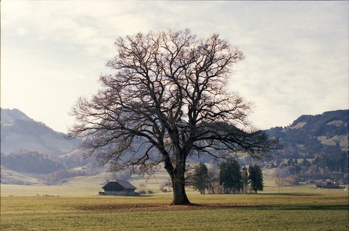 tree film colors analog landscape switzerland kitsch fribourg idyllic m6 cliché gruyères portra400 summicron50mm