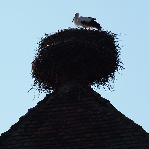 france nest alsace stork kaysersberg storksnest