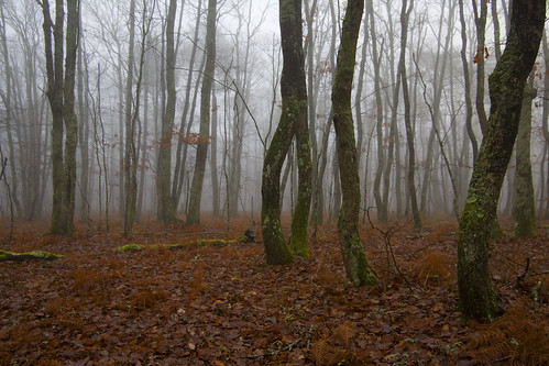 fog forest canon eos woods mood witch hiver atmosphere eerie creepy blair 5d toulouse cinematic tamron 169 brouillard forêt brume ambiance sousbois 1735 brax mk1 atmosphère bouconne f284 levignac 5d1 leguevin