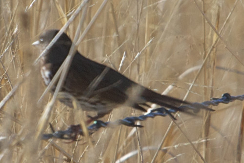 arizona unitedstates emberizidae sanrafaelvalley passerellailiacafoxsparrow