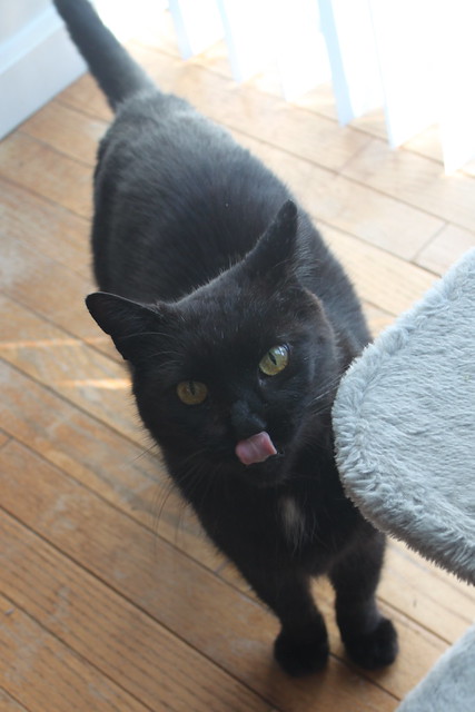 Kitty tongue!