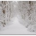 A  walk in the snow down Mayhurst Lane Winter 2010.
