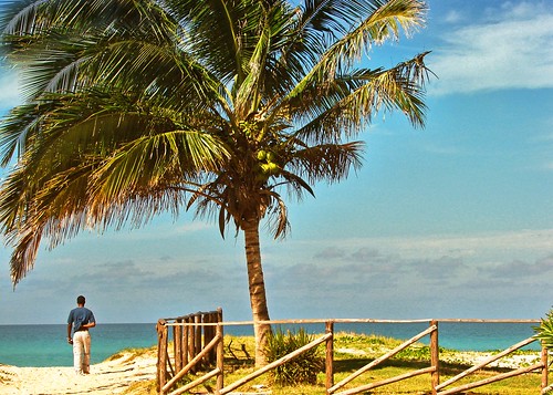 beach paradise cuba palmtree varadero