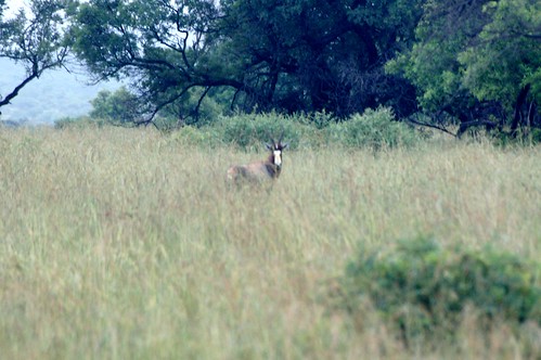 holiday animals southafrica safari eland johannesburg mzikigamelodge