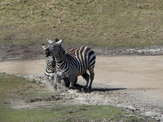 Grant-Zebra, Wildlands Emmen