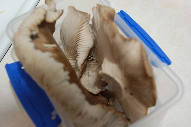 i grew mushrooms!