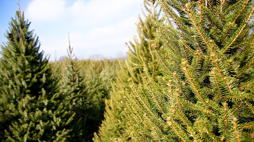 trees tree holidays pennsylvania christmastrees treefarm dt18250mmf3563