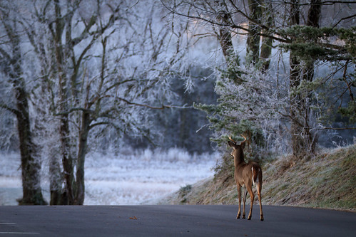 road trees sunrise frost deer buck cadescove