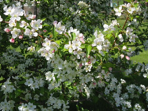 flowers northdakota ndsu floweringcrab casscounty argusville