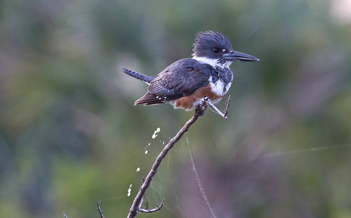Belted Kingfisher pooping