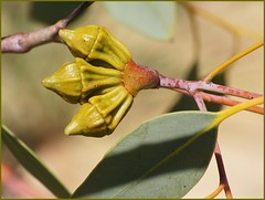 Little 'baby' of Large-fruited Mallee (flower buds)  - Eucalyptus youngiana