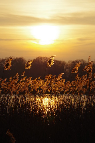 sunset lake reed sonnenuntergang pentax stralsund schilf k50 frankenteich