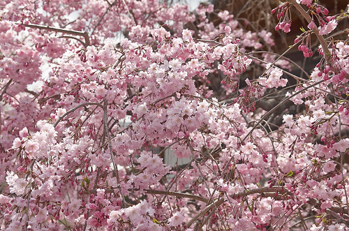 【写真】2014 桜 : 上品蓮台寺/2021-02-27/IMGP5651