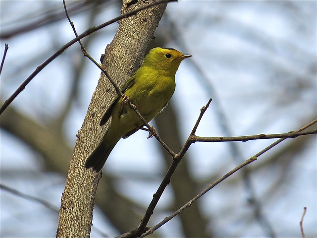 Wilson's Warbler at Ewing Park in Bloomington, IL 03