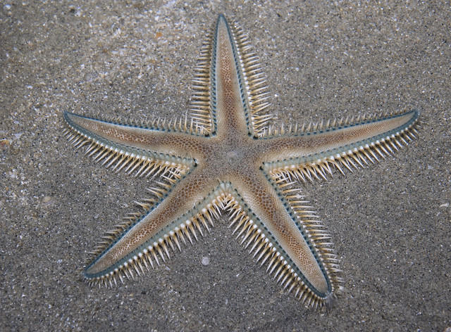 Orange sand star (Astropecten sp.)