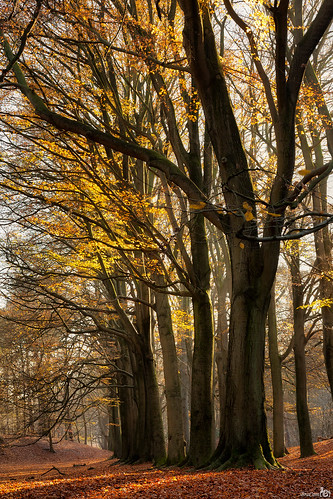 autumn trees fall netherlands leaves forest bomen woods colorful herfst nederland bergenopzoom bos noordbrabant bladeren kleurig lievensberg flickrsbest abigfave theacademytreealley bracom bramvanbroekhoven