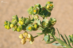 Piscinas - Euphorbia paralias
