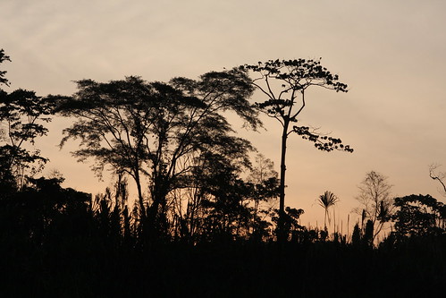 sunset tree peru silhouette amazon puertomaldonaldo