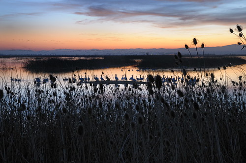 sunset birds migration sacramentonwr